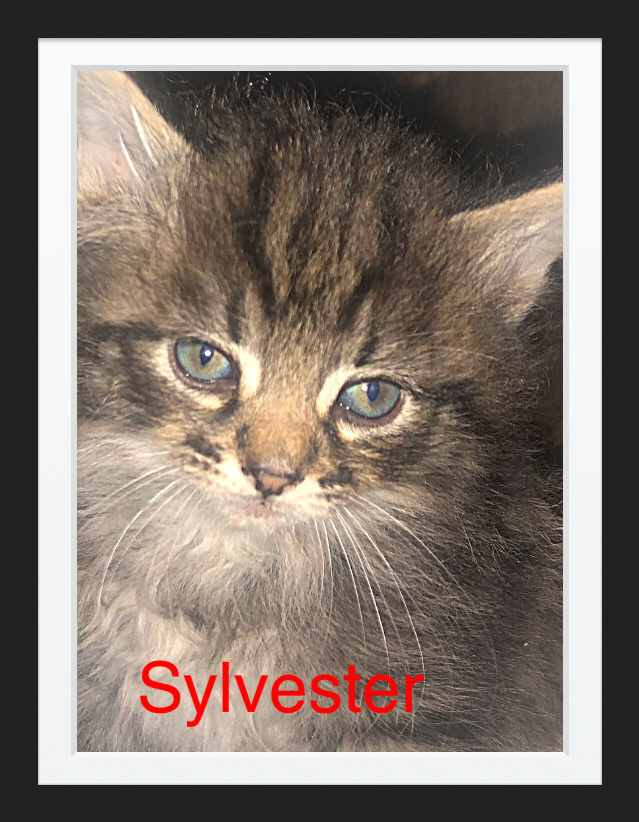 Available Kittens – Maine Coon Kittens For Sale Seattle WA